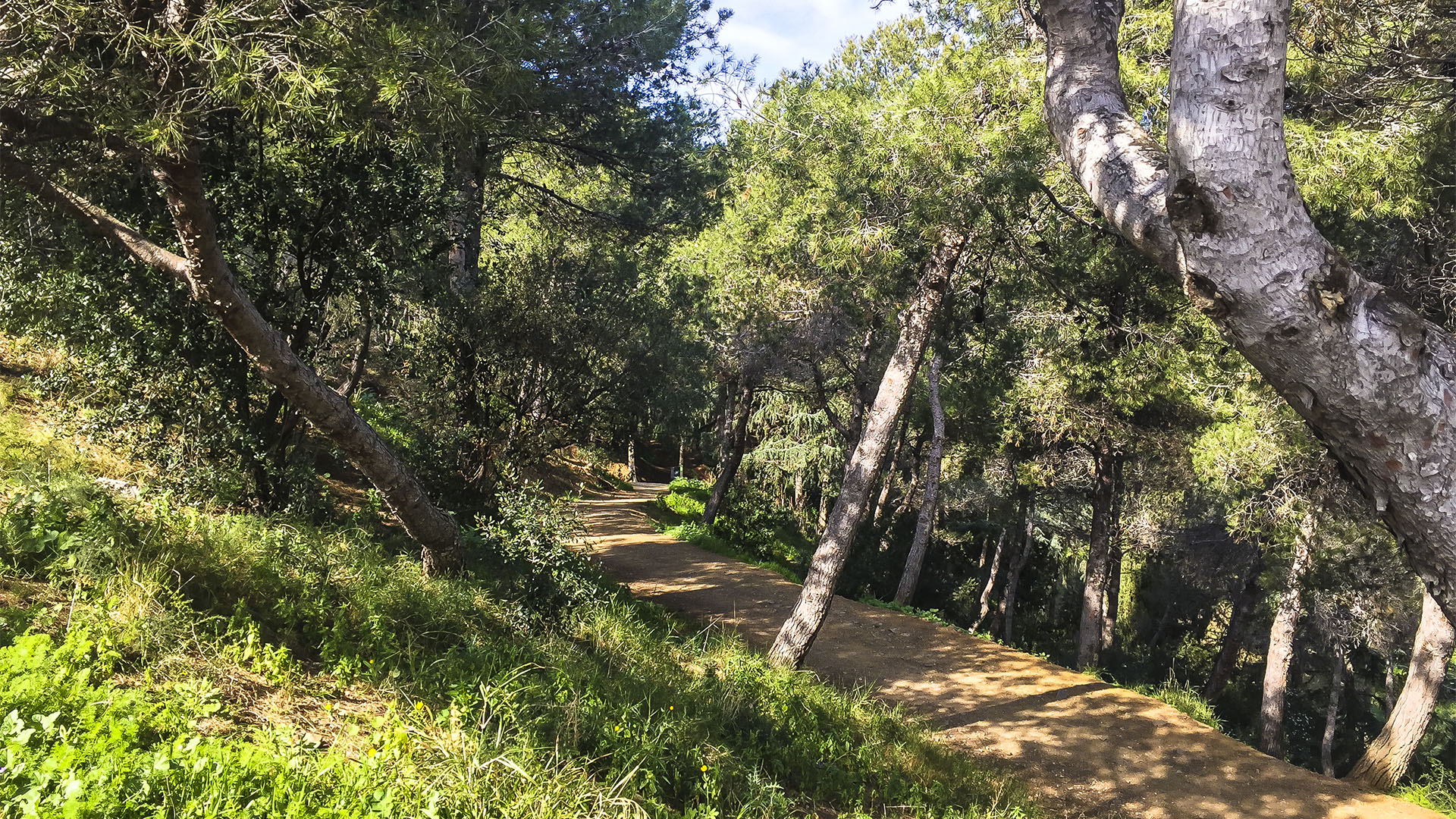 Idyllisch, sanft ansteigend und schattig geht es durch Kiefernwald zu den Bunkers del Carmel.