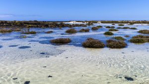 Das Wasser in den Salzwiesen der Isla de Lobos ist kristallklar. Es wird durch nichts getrübt.