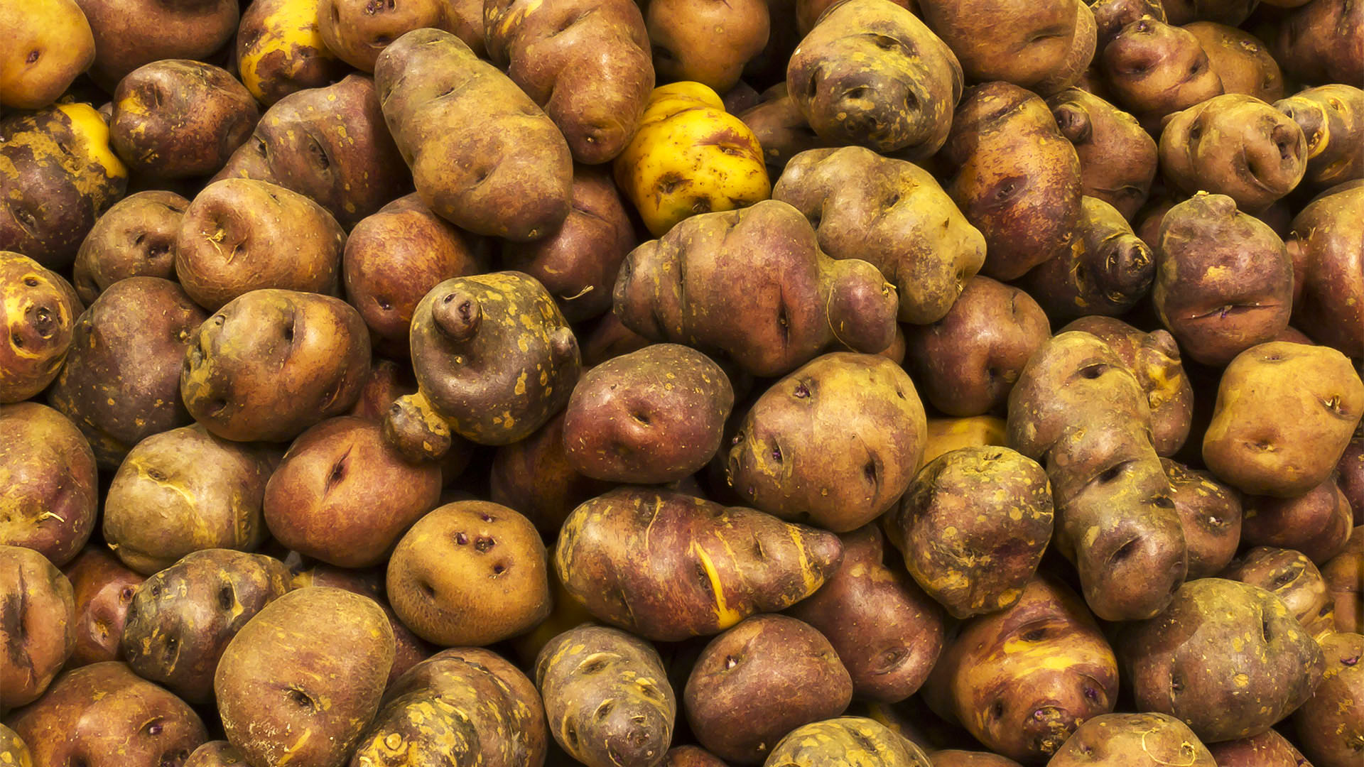 Papas arrugadas nach der Ernte.