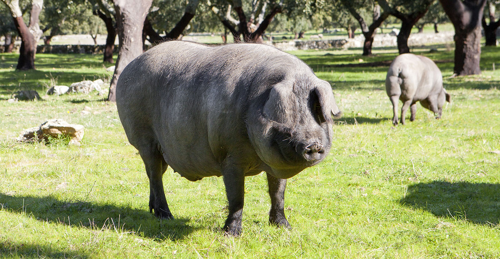 "Pata negra" – das iberische Schwein mit dem "scharzen Haxen".
