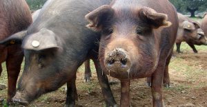 Das iberische Schwein – kleiner und flinker als das Hausschwein und schon von römischen Legionären in der Extremadura gezüchtet.