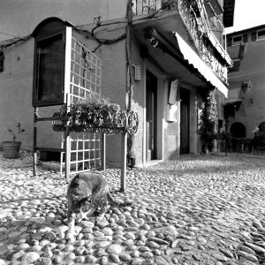 Eine Katze sucht Beschäftigung am Piazza Via Porto Vecchio.