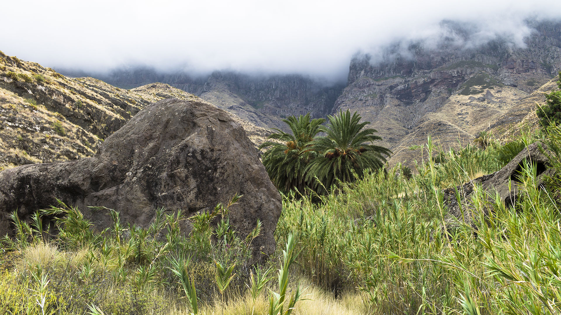 Die Passatwolken stauen sich an den 1.200 m hohen steilen Flanken des Tamadaba und spenden Fuechtigkeit für die üppige Vegetation.