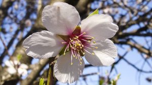 Mandelbaum in voller Blüte.