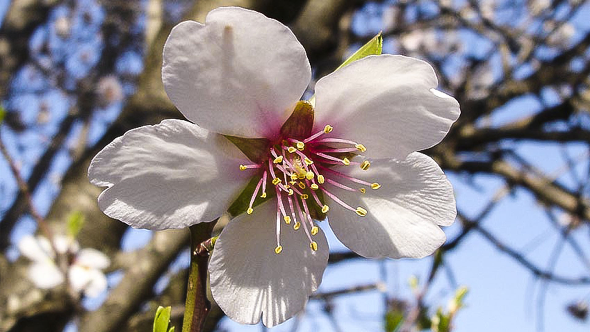 Mandelbaum in voller Blüte.