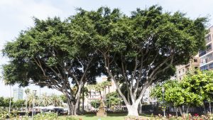 Der Park um das Castillo de la Luz – herrliches Ambiente, um sich unter mächtigen alten Bäumen zu entspannen.