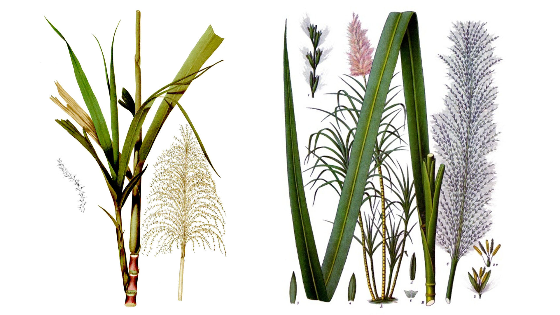 Zuckerrohr ähnlich dem Bambus eine asiatische Pflanze aus der Familie der Gräser.