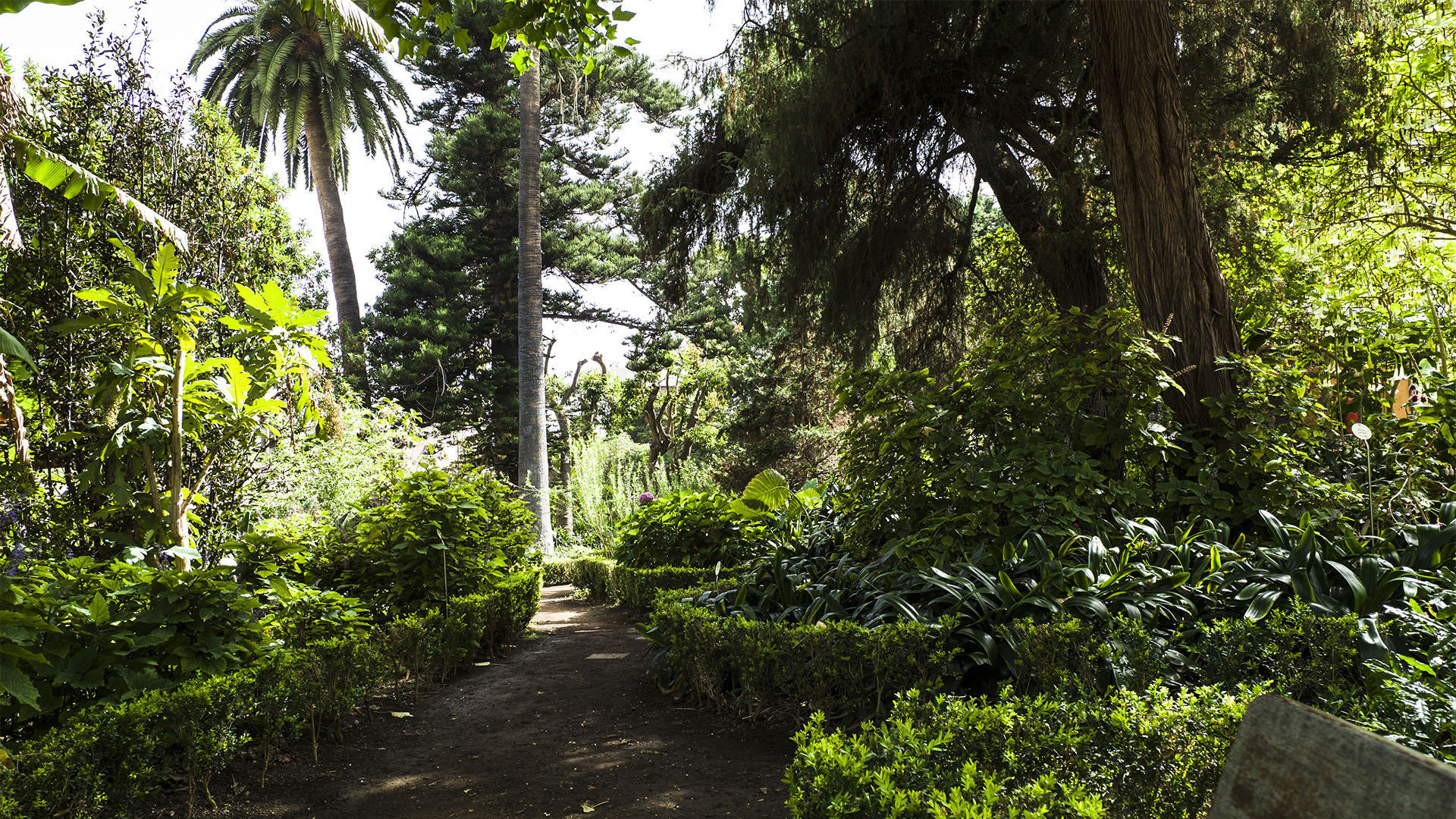 Eine schattige Oase in Orotava ist der herrliche, kleine botanische Garten "Jardines Hijuela del Botánico" aus dem 19. Jh., heute ein kleiner Ableger des grossen "Jardín de aclimatación de La Orotava" in Puerto de la Cruz.