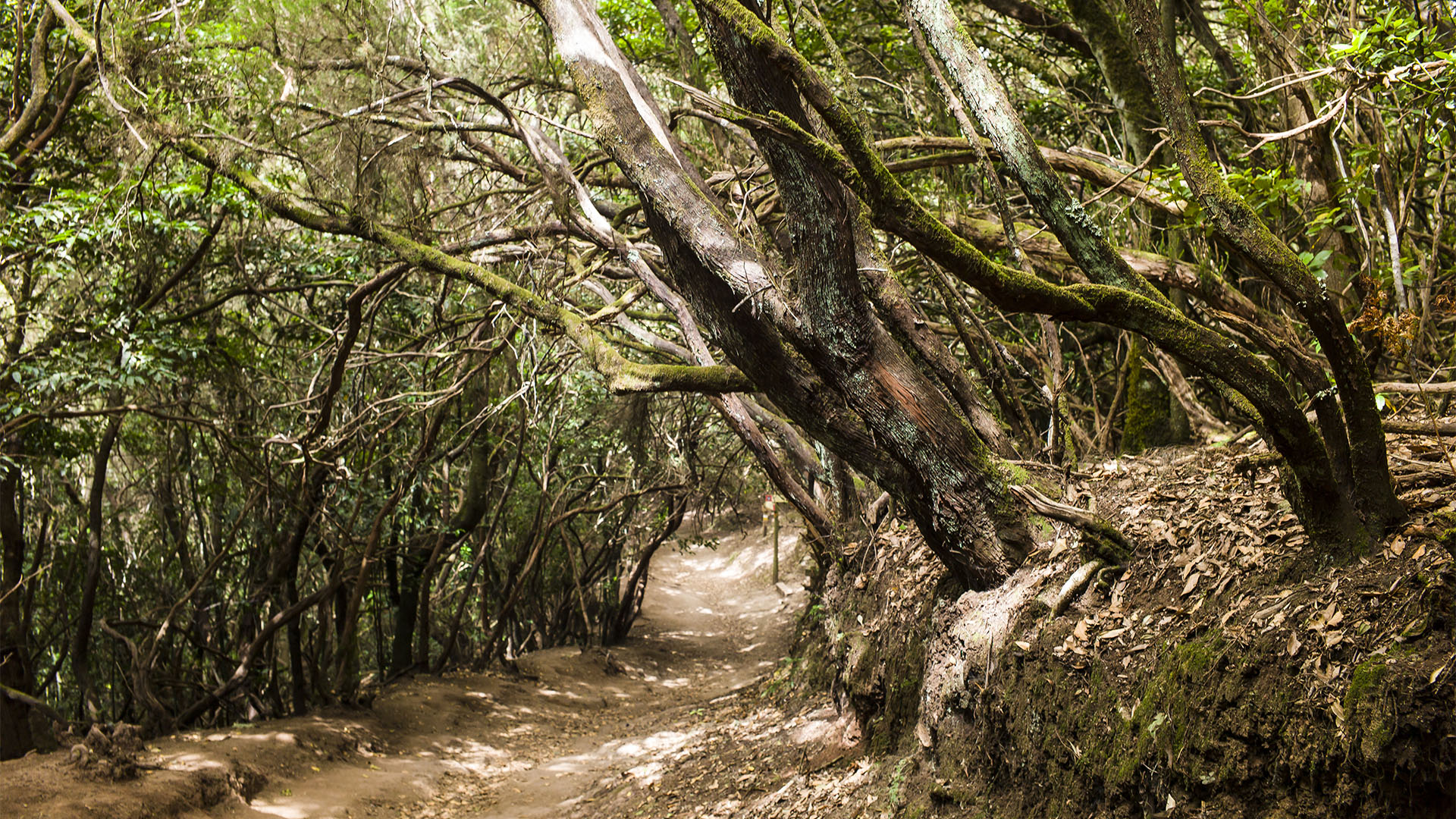Der Mercedes Wald – unter dichten Baumkronen, geht es lauschig durch den Wald. Durch die feuchte, subtropische Luft verbreiten sich intensive Gerüche des Waldes.