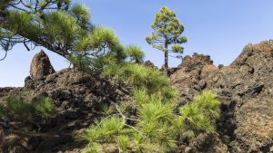 Der letzte Vulkanausbruch im Teide Nationalpark Teneriffa war 1909. Der Chinyero brach aus. Auf der Lava beginnt ganz langsam neues Leben zu entstehen.