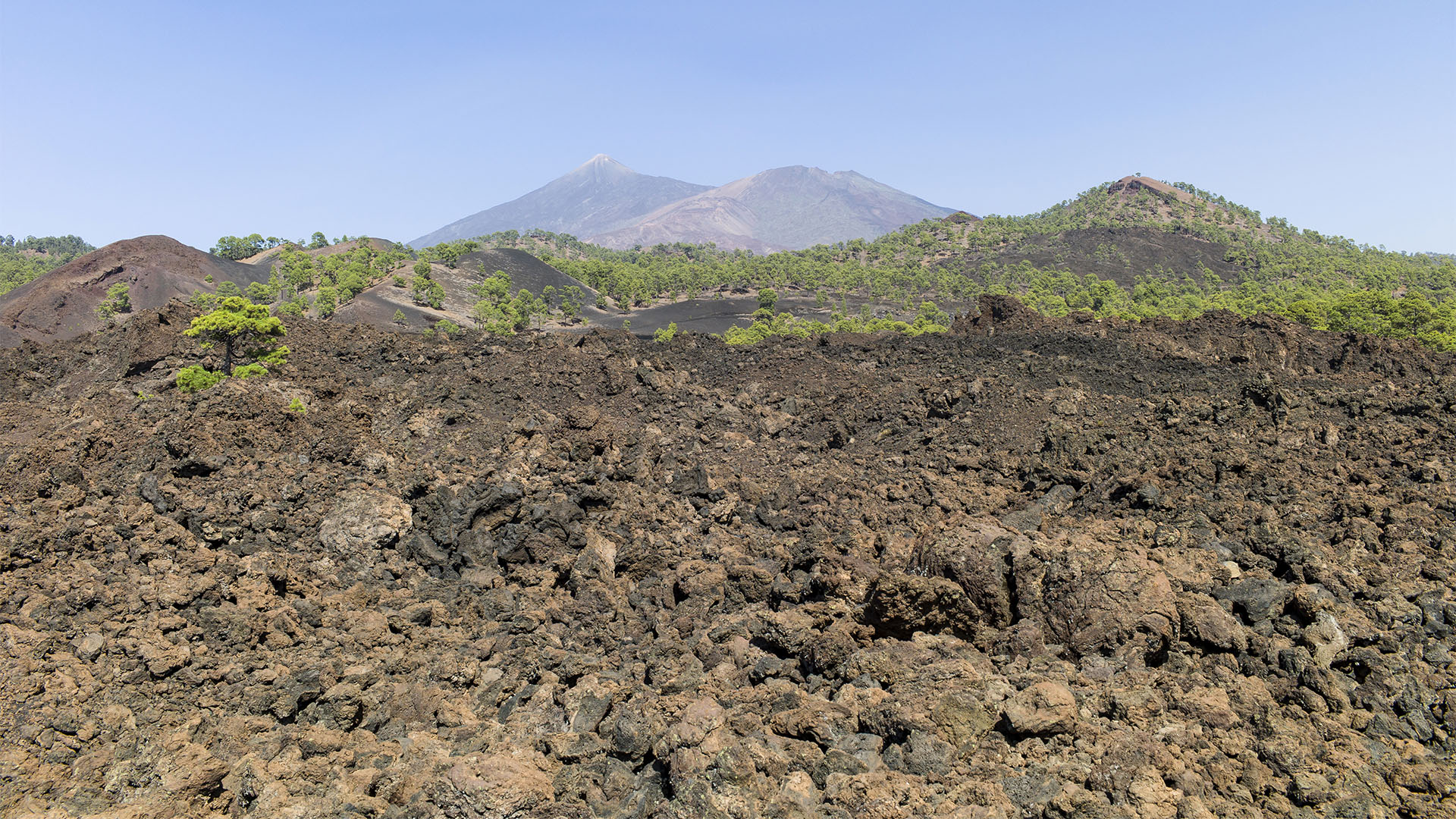 Der letzte Vulkanausbruch im Teide Nationalpark Teneriffa war 1909. Der Chinyero brach aus. Auf der Lava beginnt ganz langsam neues Leben zu entstehen.