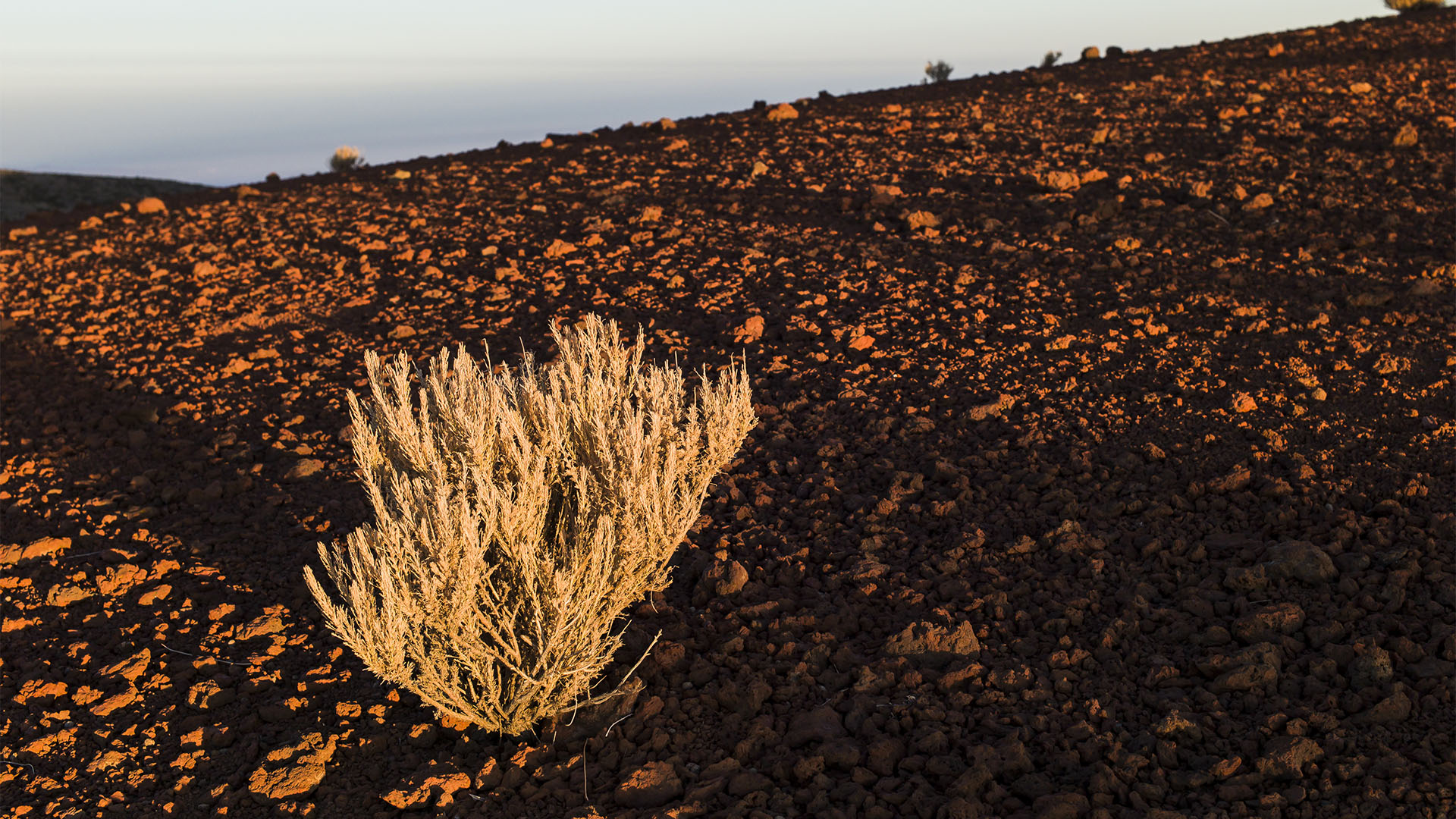 Bizarre Pflanzenformationen auf der in der Abendsonne leutenden Lava.