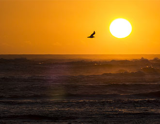 Ein Bild von Freiheit in der untergehenden Sonne Fuerteventuras. Die schönsten Sonnenuntergänge der Kanaren erlebt man auf Fuerteventura.