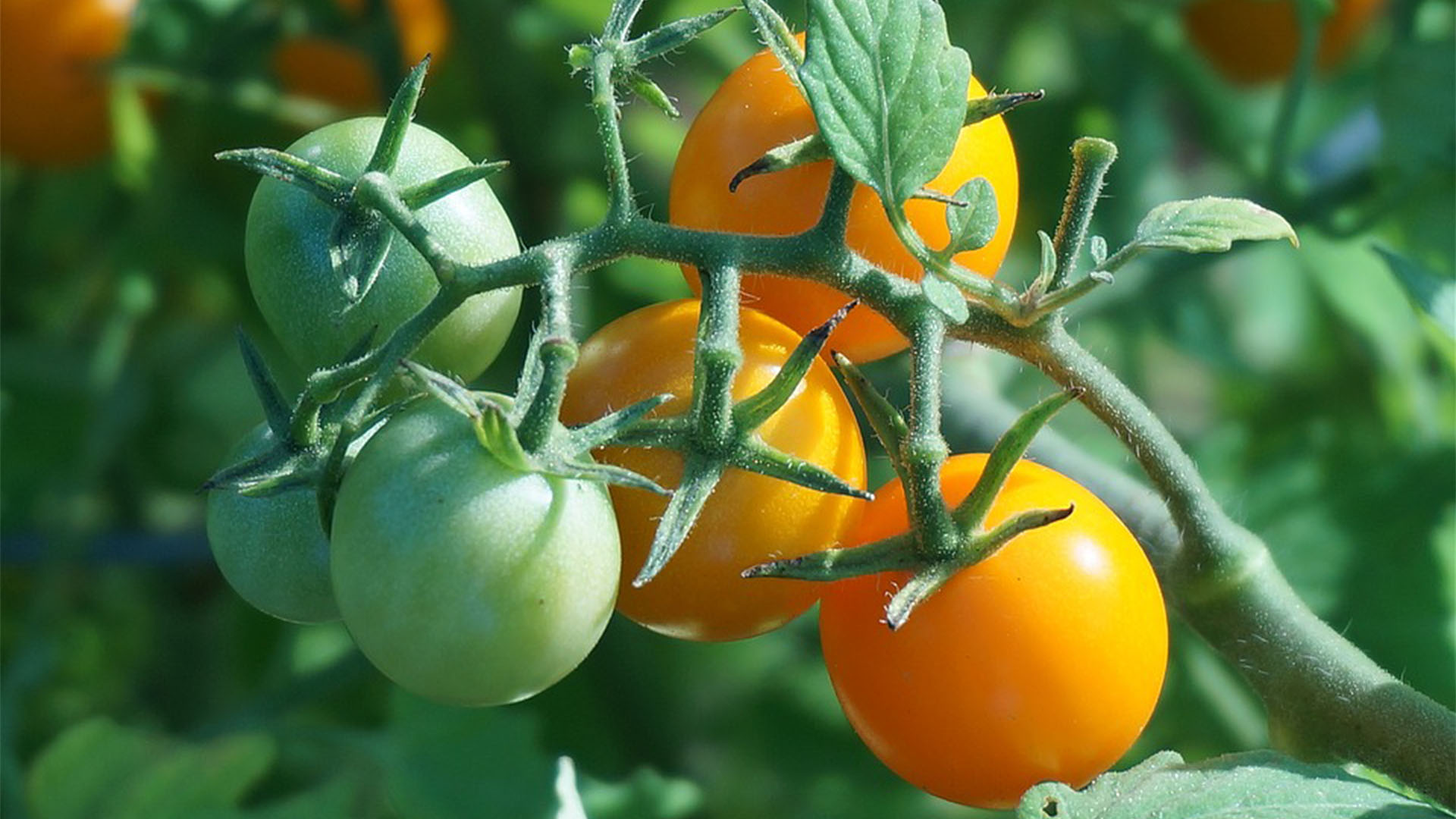 Alles Grüne an der Tomate ist giftig – (© CC0).