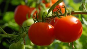 Tomaten an der Rispe – (© CC0).