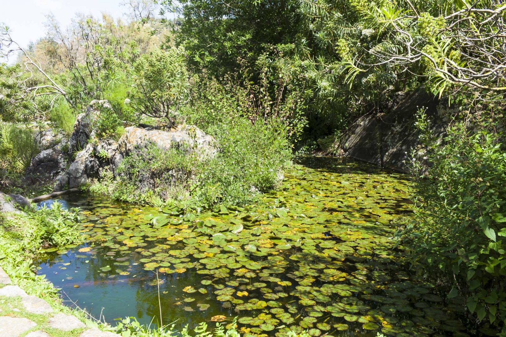 Jardín Canario auf Gran Canaria einer der schönsten botanischen