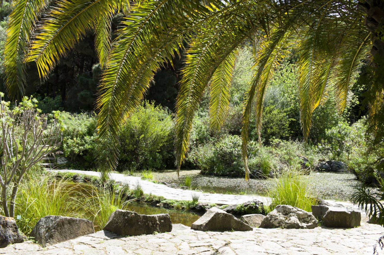 Jardín Canario auf Gran Canaria einer der schönsten botanischen