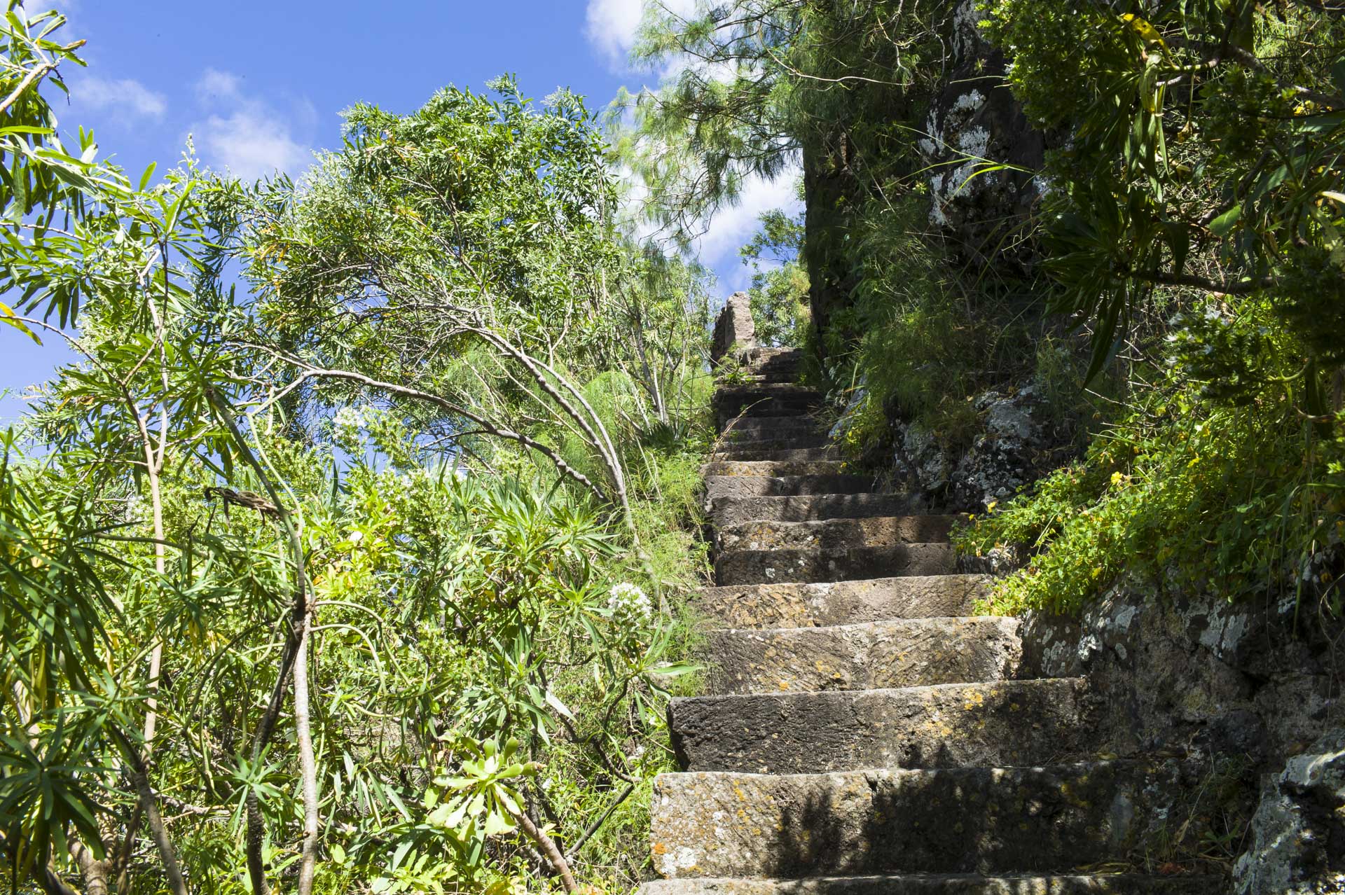 Botanischer Garten auf Gran Canaria bei Las Palmas – Jardín Botánico Canario Viera y Clavijo.