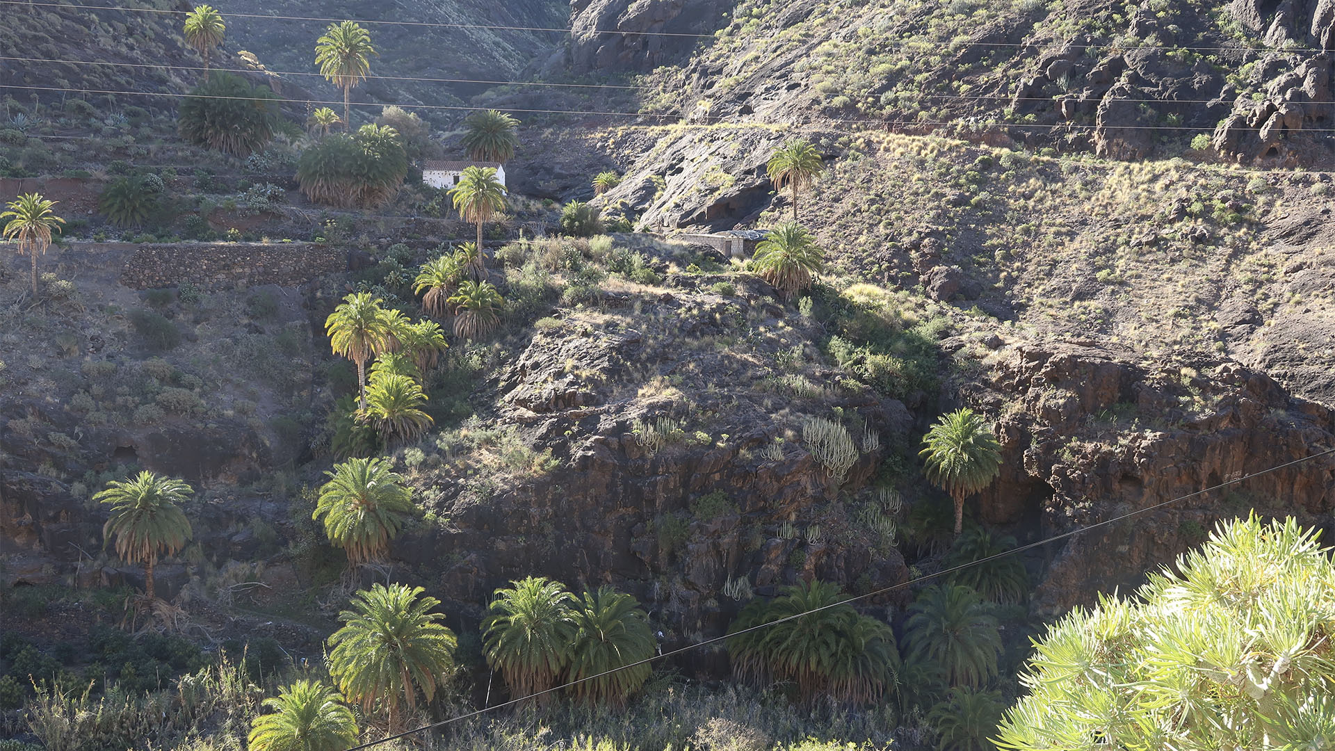 Entlang wasserreicher Barrancos – überall gedeiht die kanarische Palme.