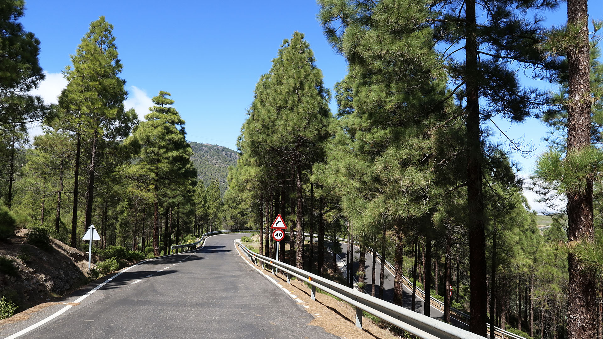 Die GC-217 führt durch den herrlichen Kiefernwald des Naturschutzgebietes Tamadaba nach Las Hoyas.