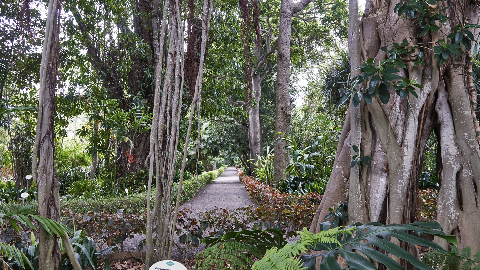 Jardín de aclimatacatíon La Orotava Tenrife.