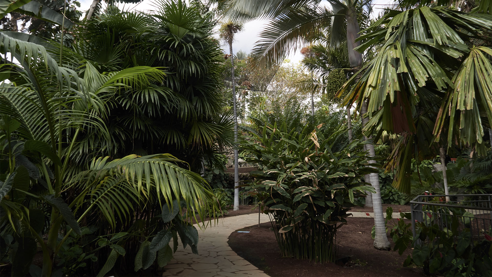 Palmetum Santa Cruz de Tenerife.