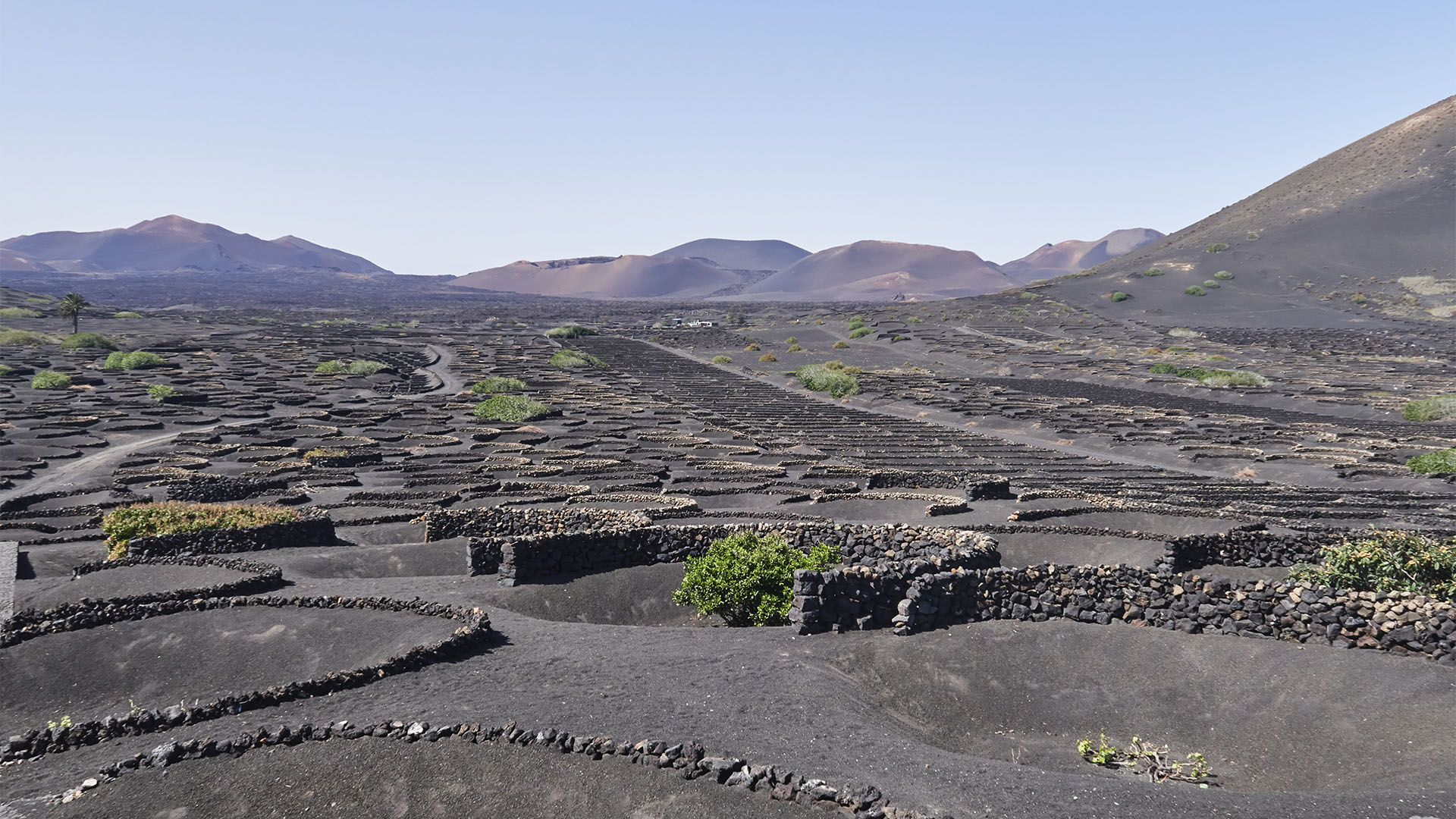 Weinbau auf Lanzarote.