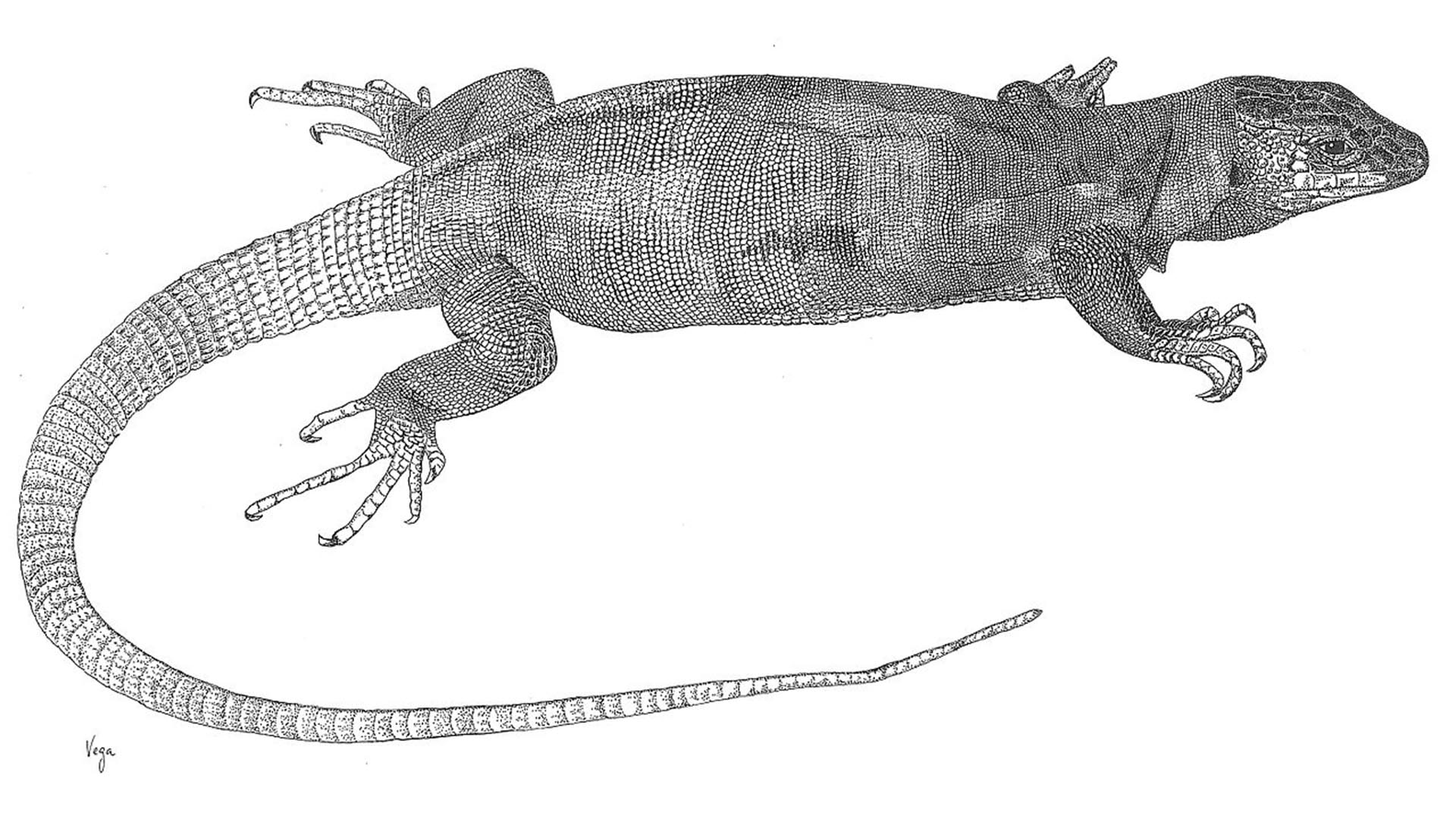 Gallotia simonyi aka El lagarto gigante de El Hierro.