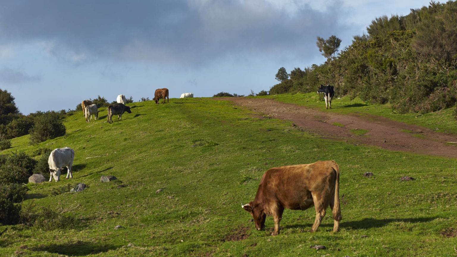 Die Hochebene Paul da Serra auf der Insel Madeira.