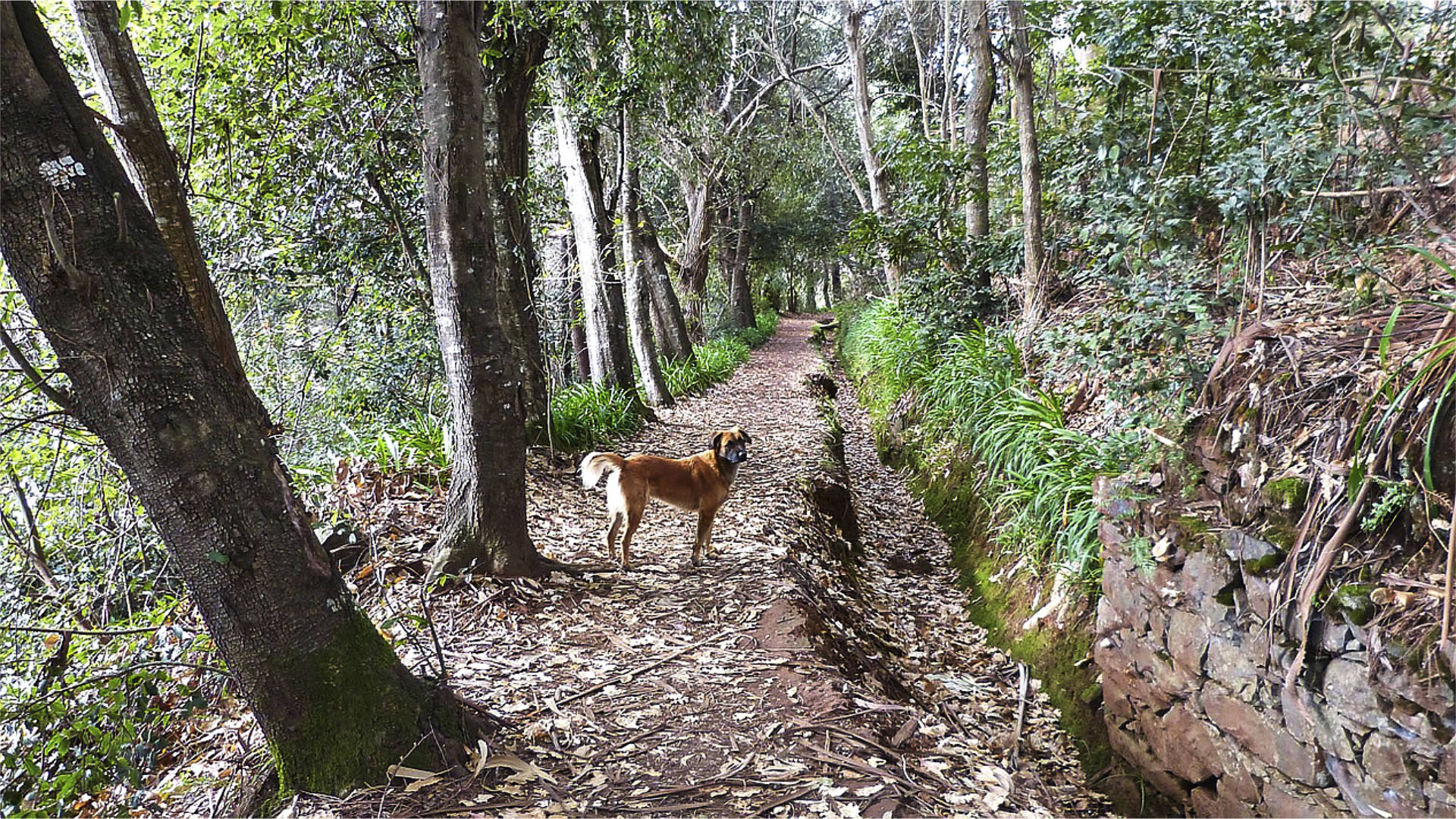 Levadas, die Wasserwege von Madeira.