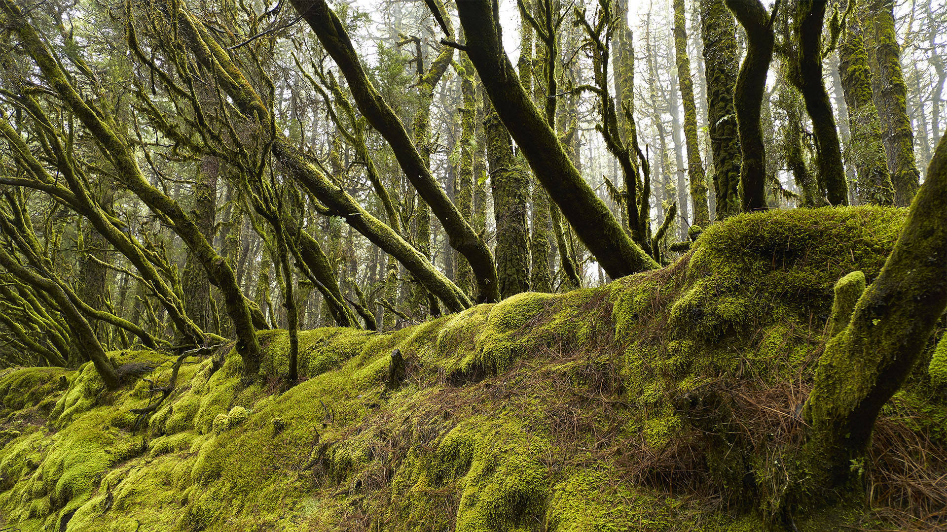 Der Lorbeerwald von Madeira.