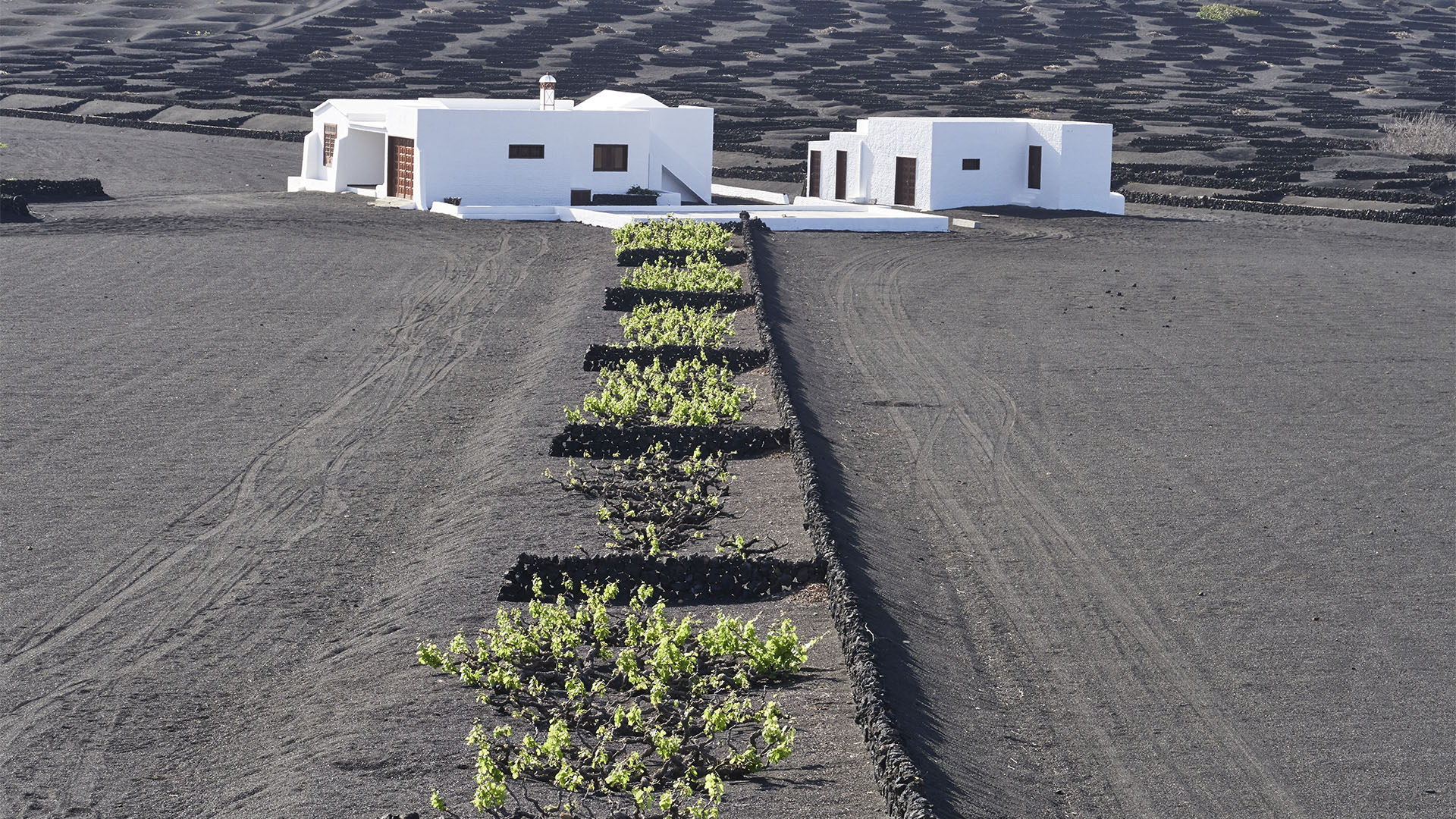 Von Shakespeare besungen – der Malvesia Wein von Lanzarote.