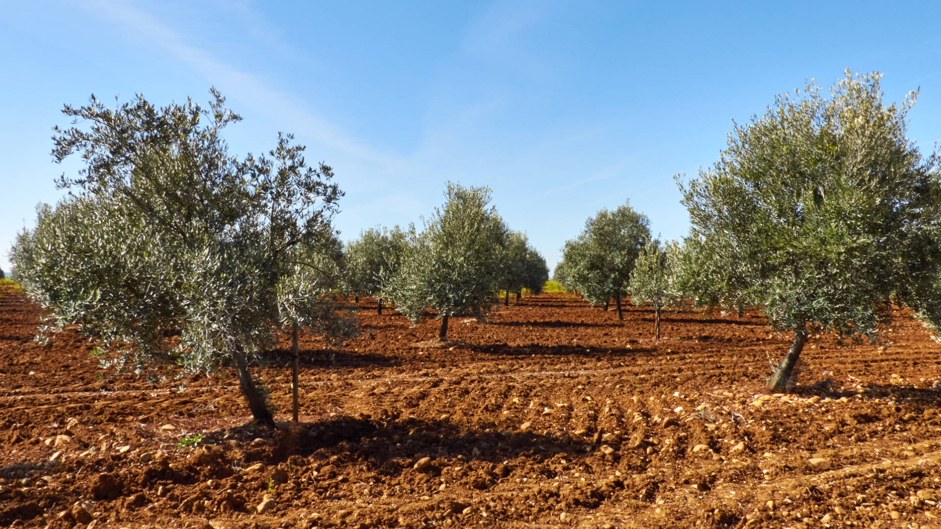Andalusien – überall Olivenbäume und diese herrliche fruchtbare Erde.