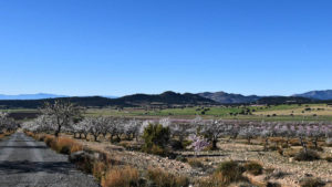 Sierra Espuña.