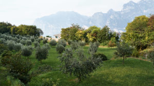 Ölbäume am Passo die San Giovanni in Nago, hoch über Torbole.