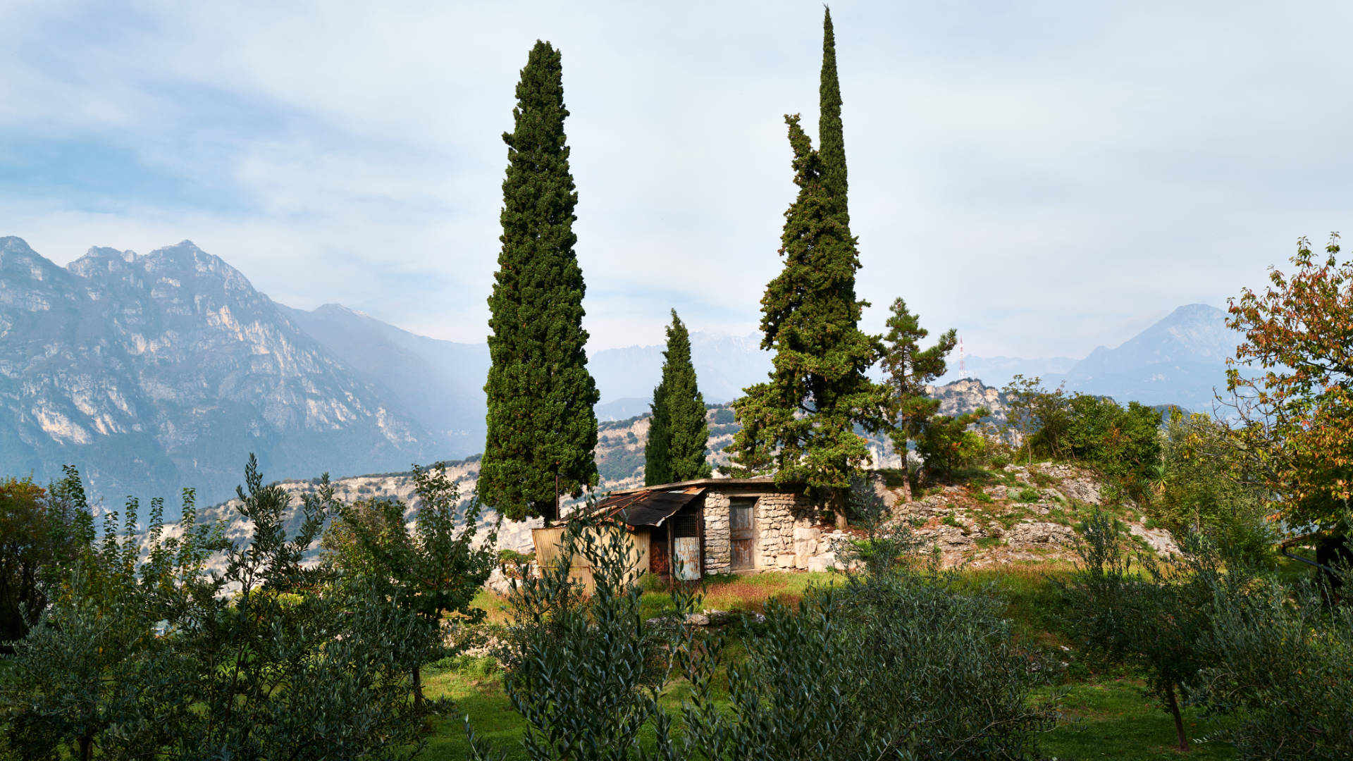 Ölbäume am Passo die San Giovanni in Nago, hoch über Torbole.