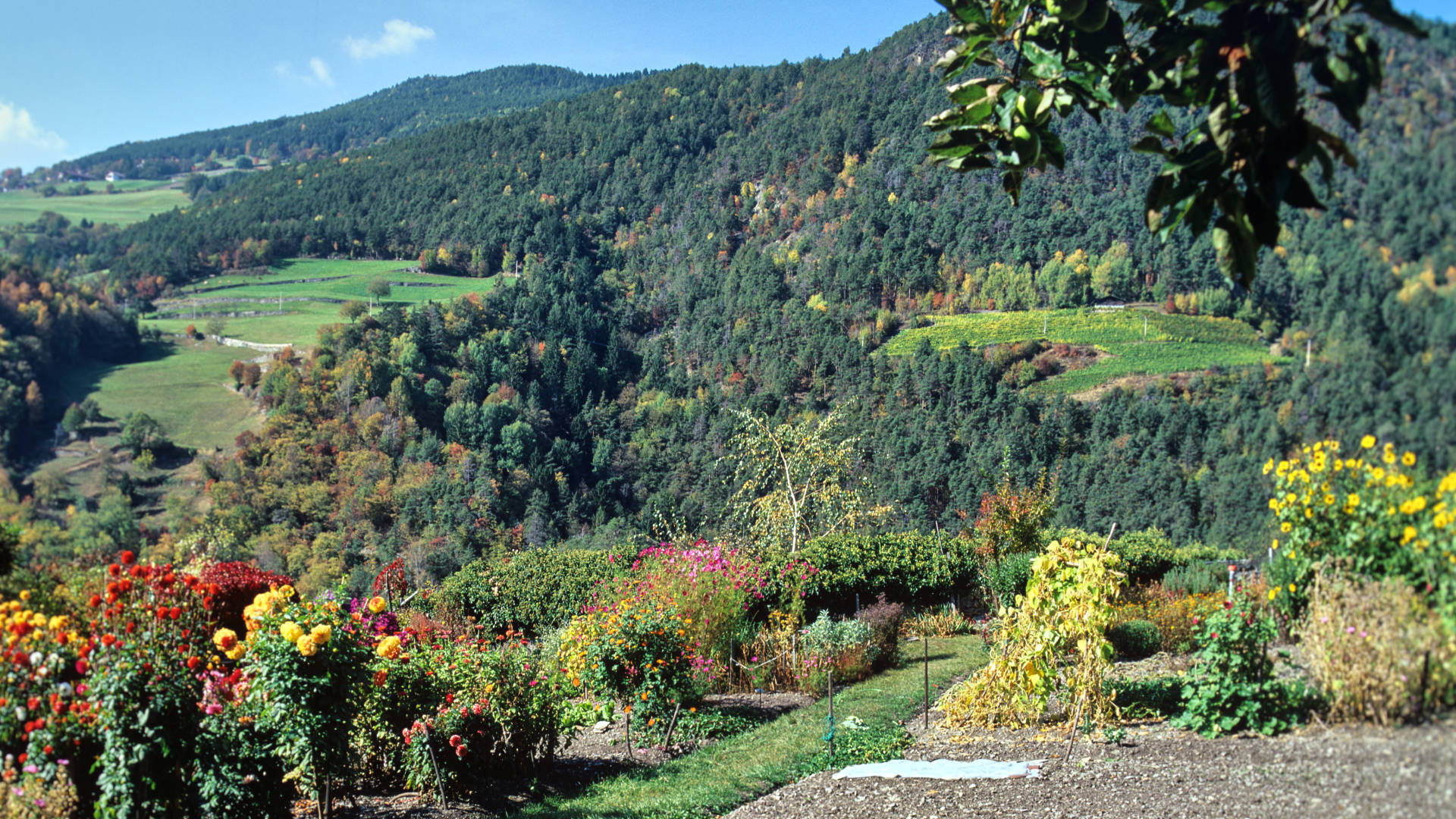 Das fruchtbare Südtirol – Apfelhaine an den Südhängen.