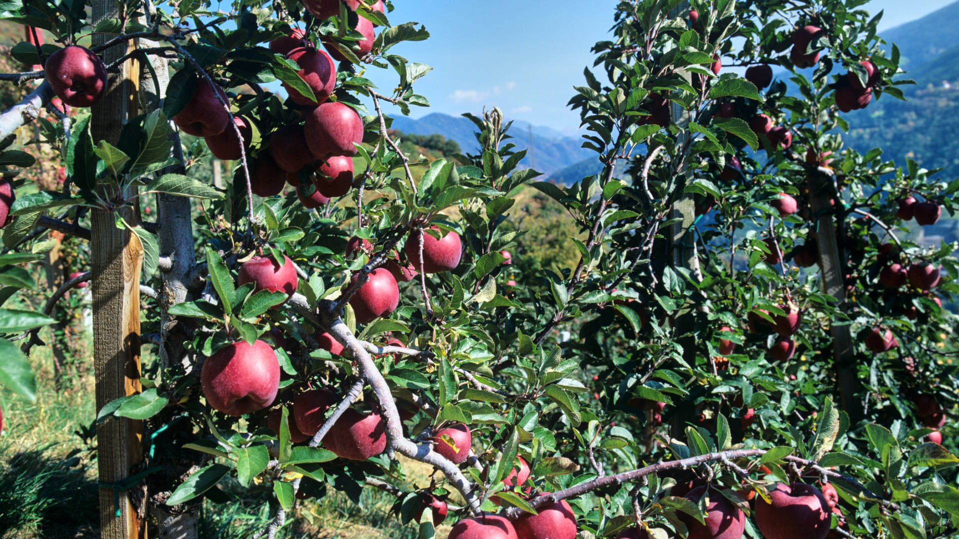 Das fruchtbare Südtirol – Apfelhaine an den Südhängen.