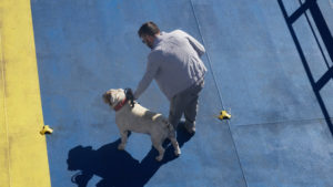 Hunde auf der Fähre Ciudad de Valencia der Trasmediterránea.