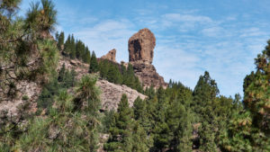 Roque Nublo umringt von der endemischen kanarischen Kiefer.