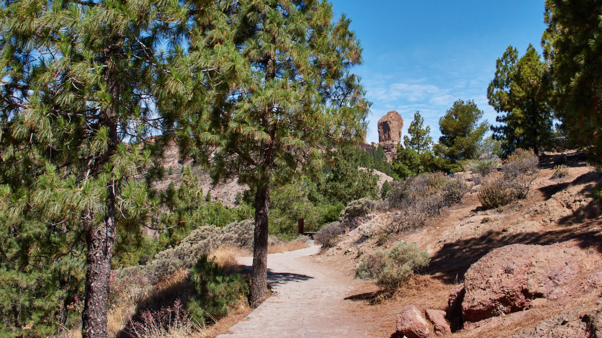 Der Wanderweg auf den Roque Nublo führt in das Band aus kanarischer Kiefer.