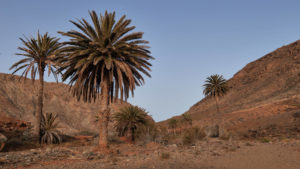 Der Barranco de las Peñitas in der Morgendämmerung.