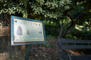 Botanischer Garten – Parque de María Luisa Sevilla.