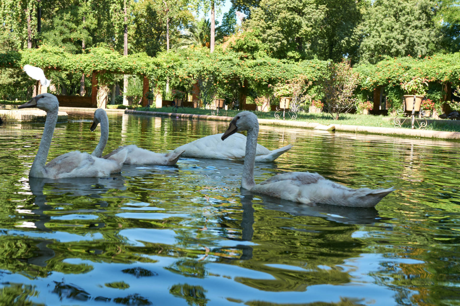 Estanque de Los Lotos – Parque de María Luisa Sevilla.