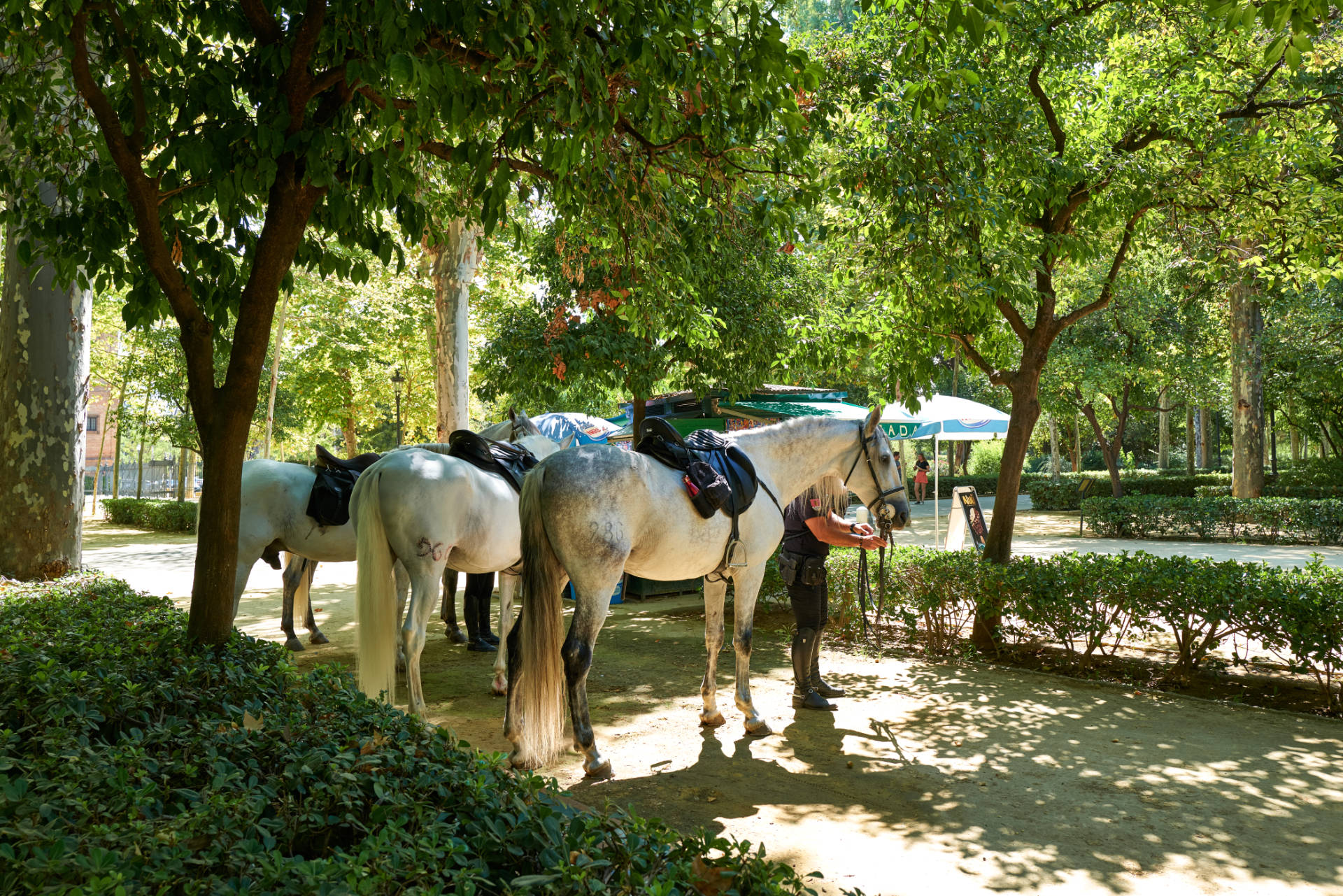 Policía Nacional – Parque de María Luisa Sevilla.