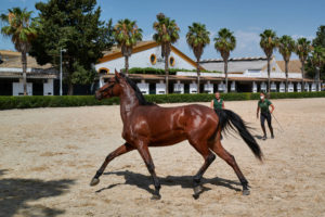 Fundación Real Escuela Andaluza Del Arte Ecuestre Jerez de la Frontera.