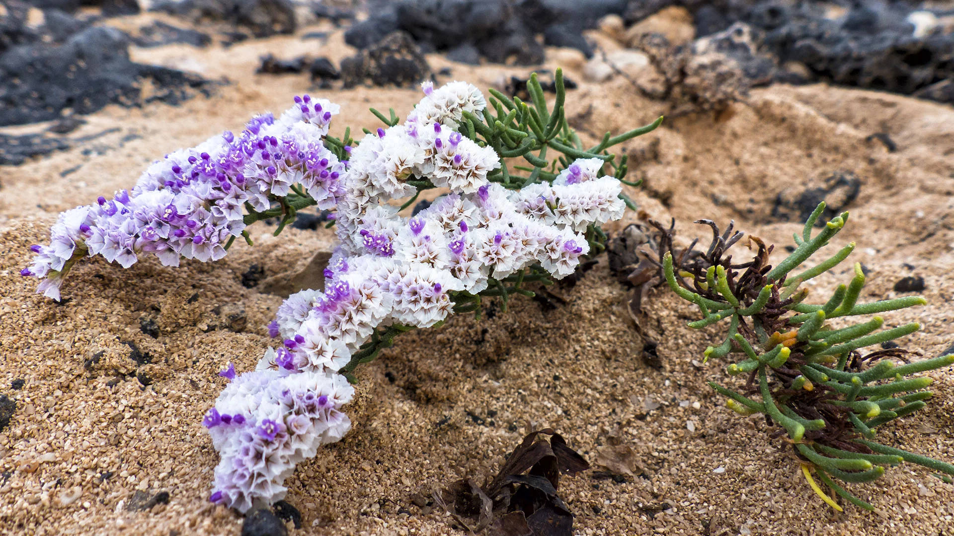 Kammartige Strandflieder (Limonium pectinatum) an der Atlantikküste.