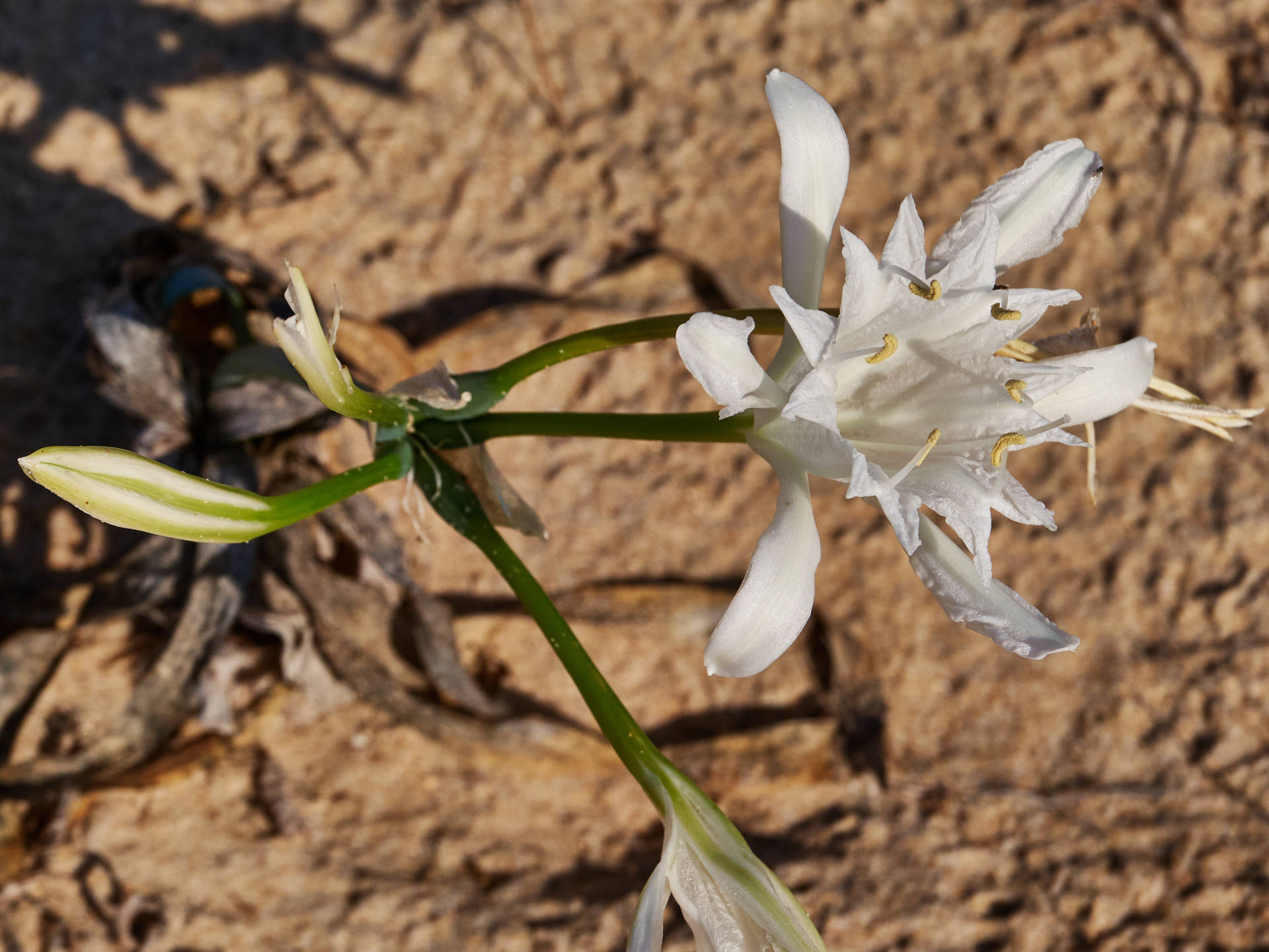 Dünen-Trichternarzisse (Pancratium maritimum) am Cabo de Trafalgar.