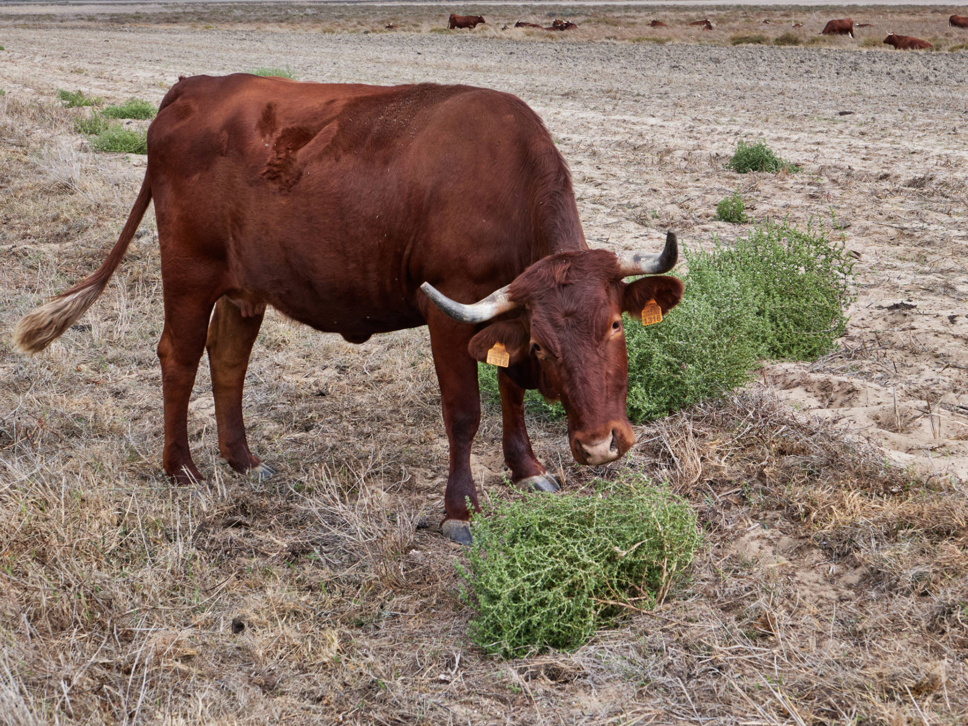 Das vaca retinta auf den marismas von Conil de la Frontera.