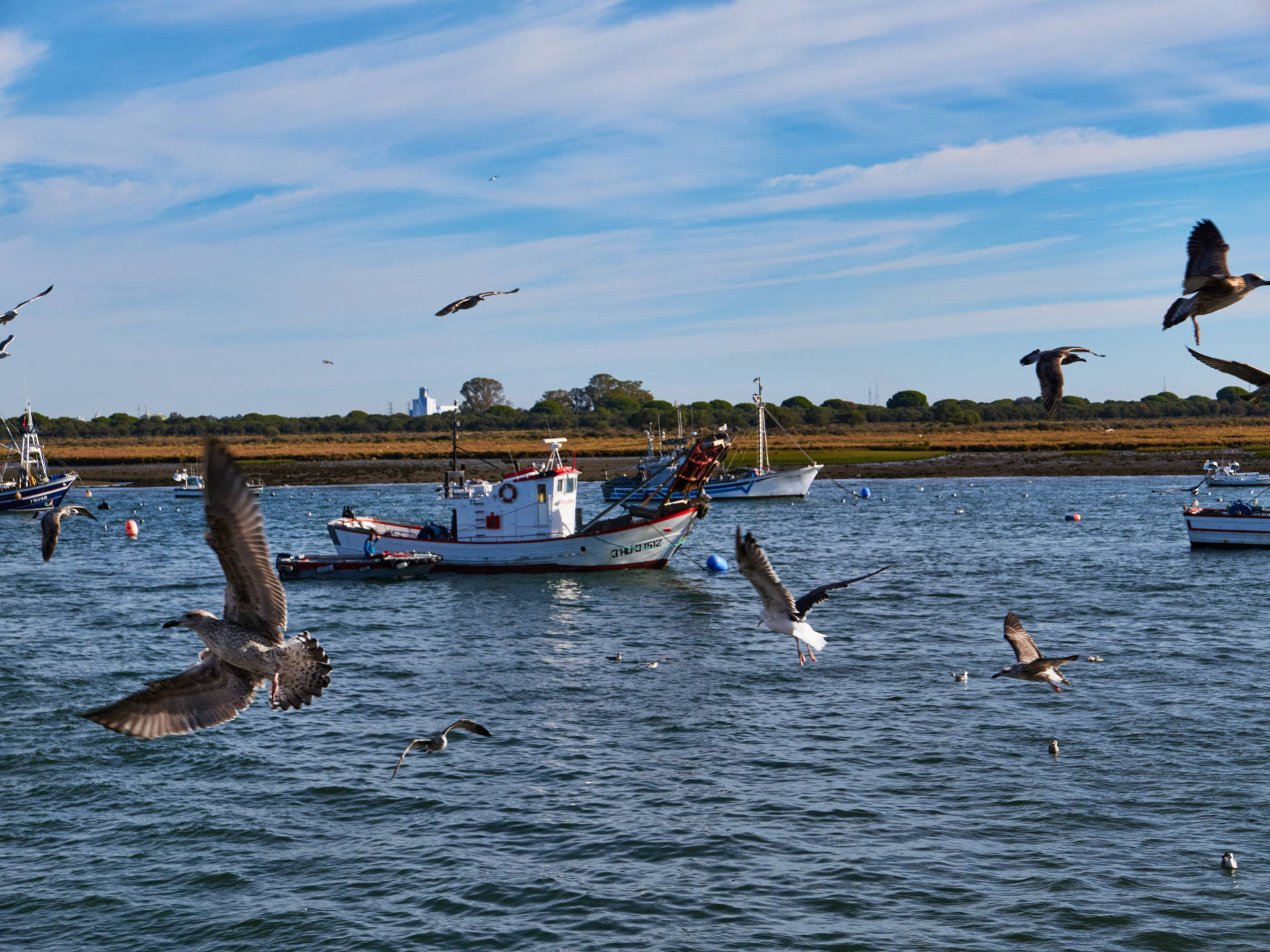 Die ersten Fischkutter landen an der Muelle de la Cofradía zum Löschen an.